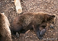 Zoo KBH 1998 0029
